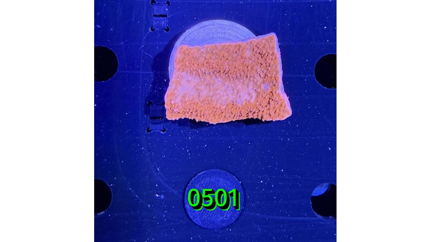 Montipora sp.- Kleinpolypige Steinkoralle "rot" Deutsche Nachzucht 0501