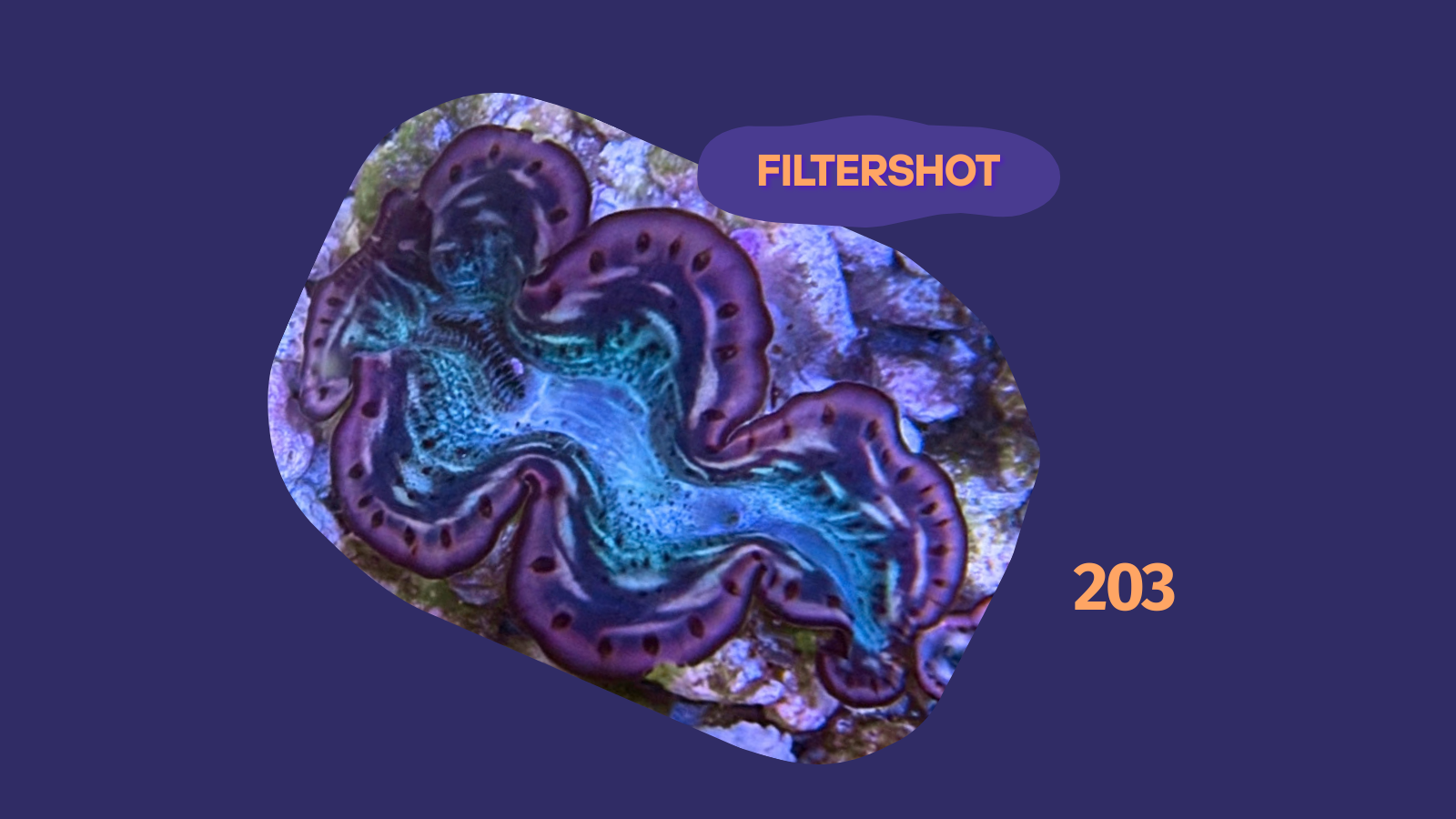 Tridacna maxima Muschel blau/lila 4-5cm 0203