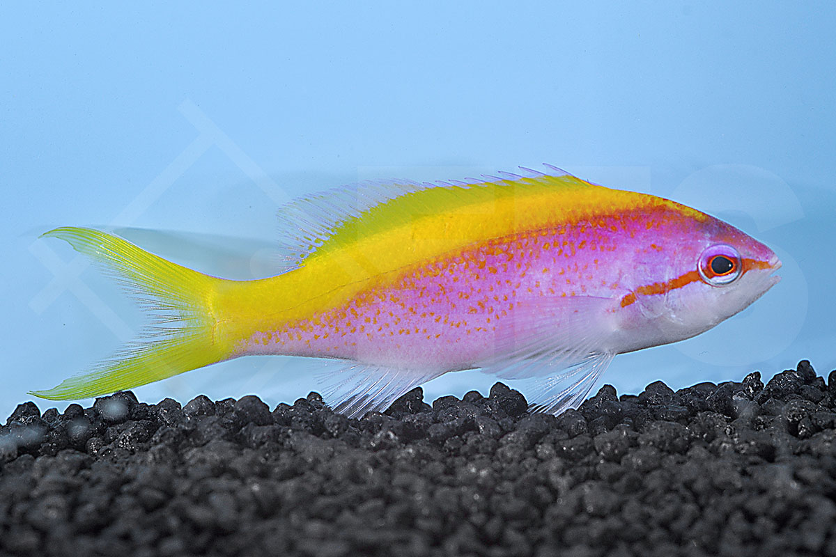 Pseudanthias evansi - Gelbruecken-Fahnenbarsch