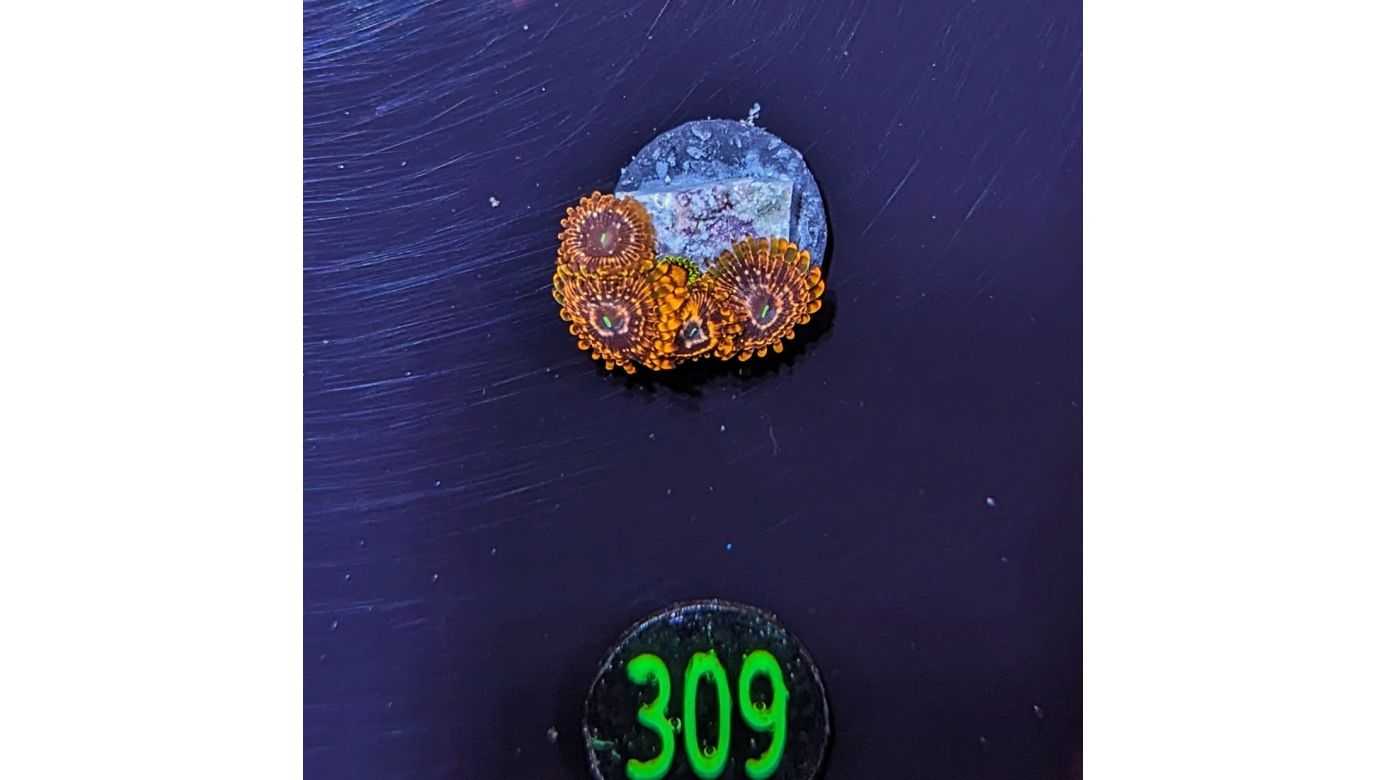 Zoanthus sp. - Krustenanemone "Utter Chaos" PlanktonPlus Nachzucht 0309