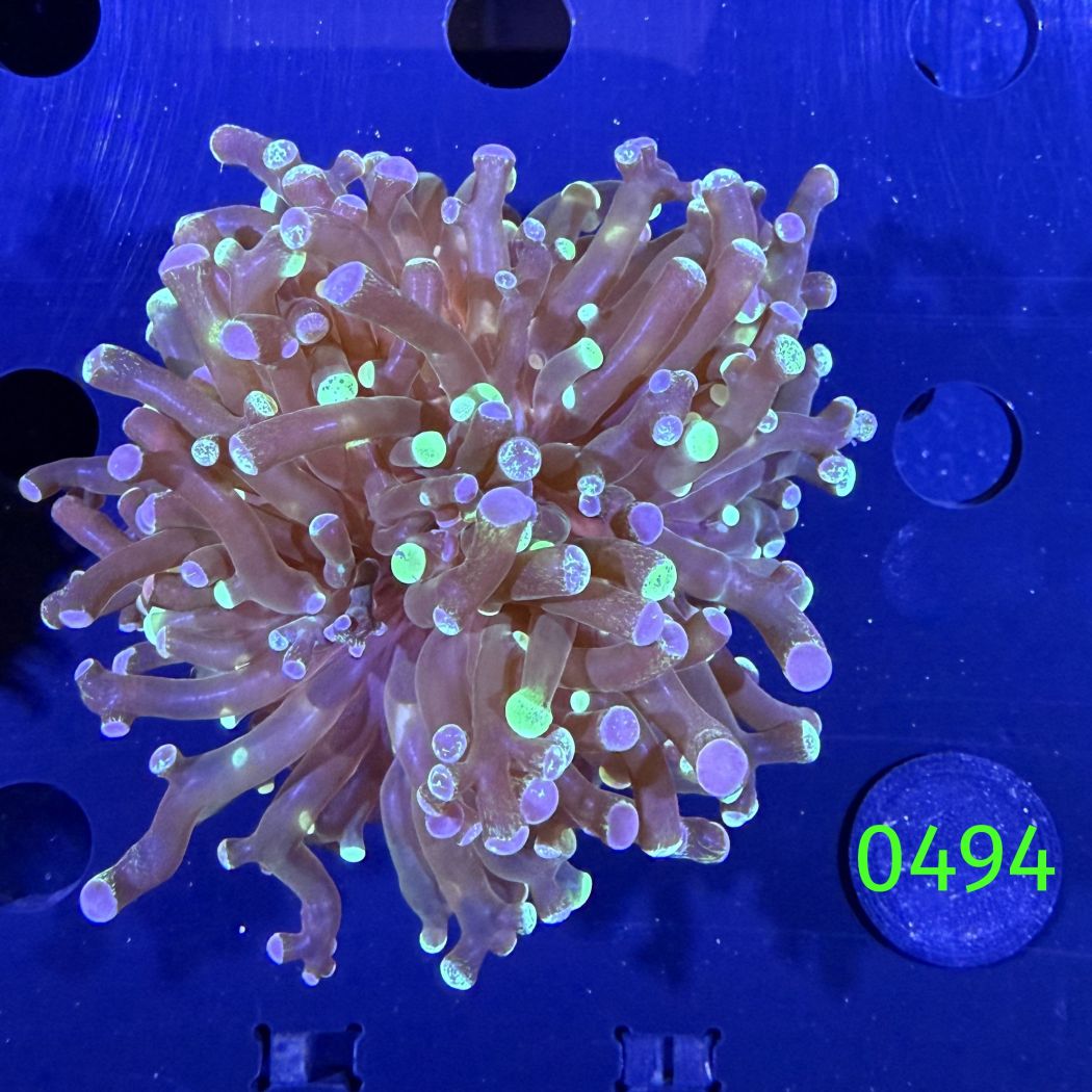 Euphyllia paradivisa - Froschlaichkoralle "two tone" 1Kopf Deutsche Nachzucht 0494