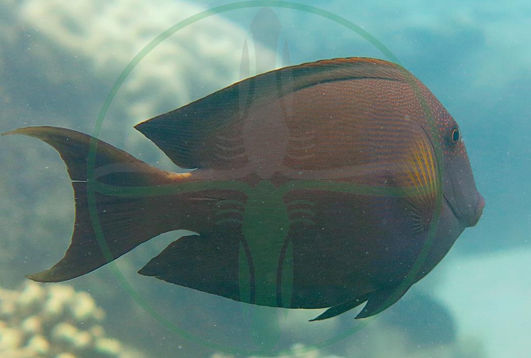 Ctenochaetus striatus - Längsstreifen Borstenzahn Doktorfisch