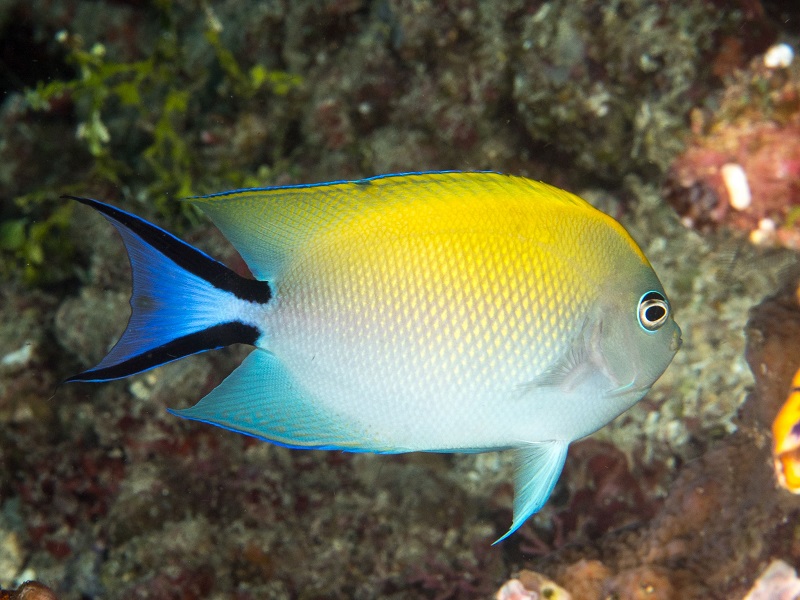 Genicanthus melanospilos - Pazifischer Zebrakaiserfisch