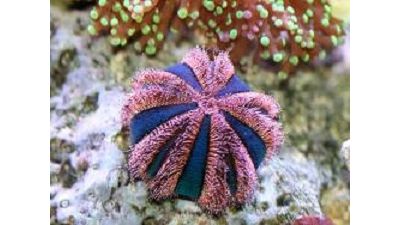 Mespillia globulus - Kugel-Seeigel