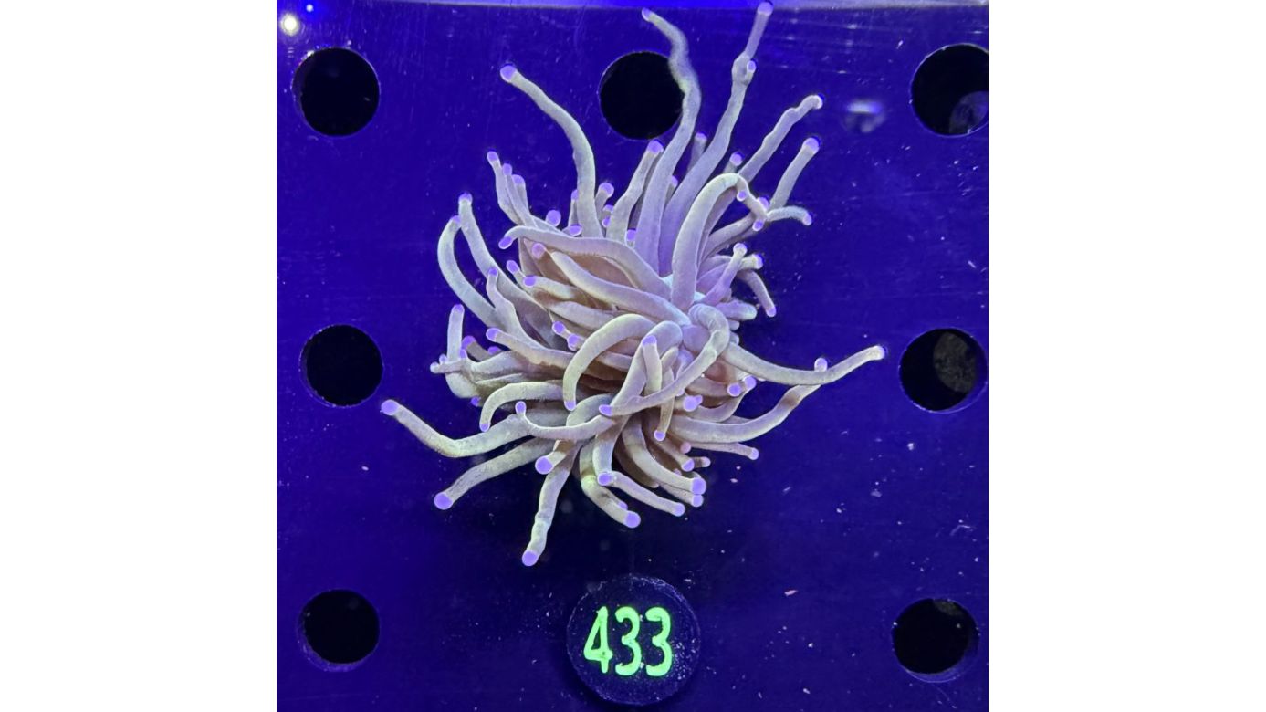 Euphyllia glabrescens - Fackelkoralle Torch 1 Kopf 0433