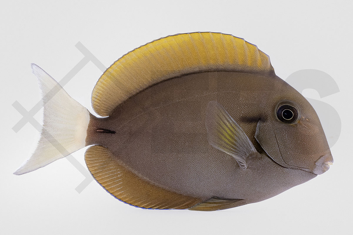 Acanthurus nigricauda - Achselklappen Doktorfisch