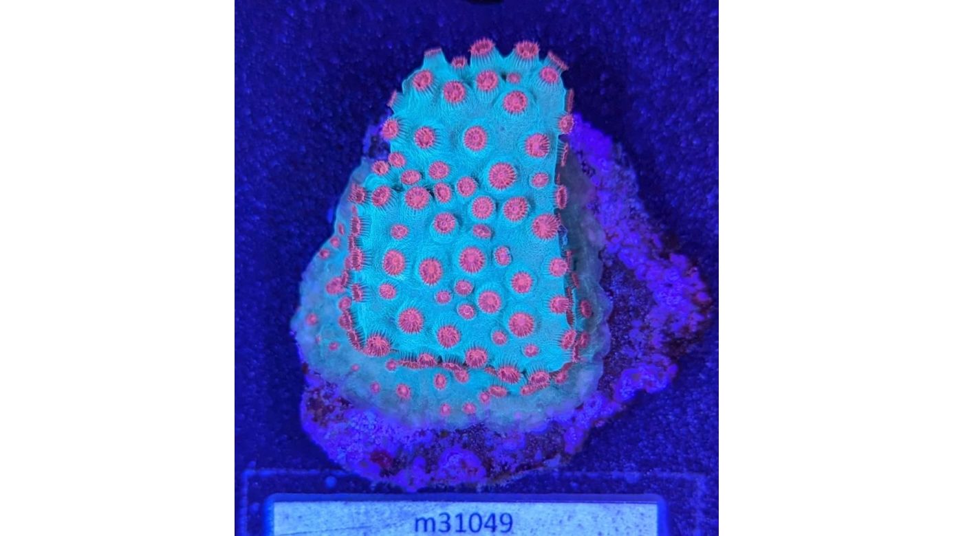Cyphastrea microphthalma - Meterorschauer Koralle Jingle Bells Deutsche Nachzucht 0020