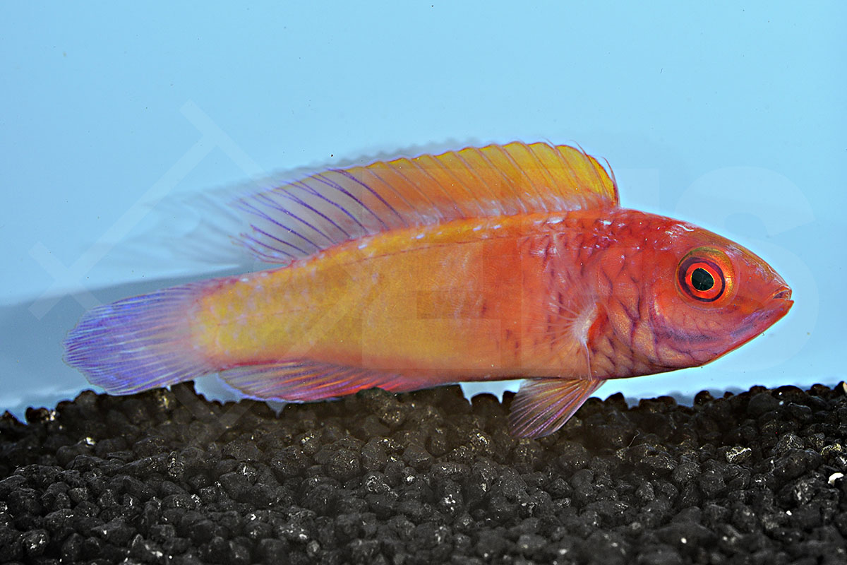 Cirrhilabrus rubrisquamis - Rosaschuppen-Zwerglippfisch