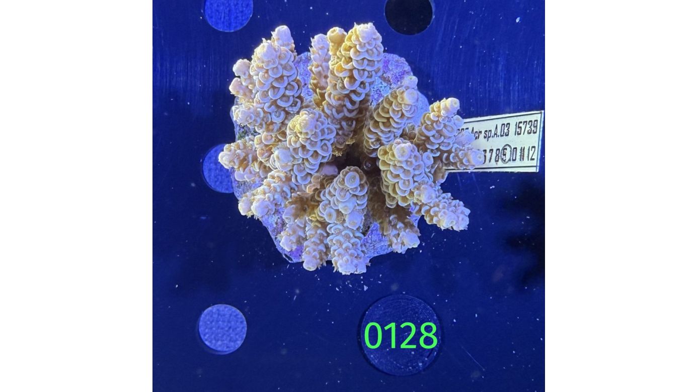 Acropora sp. WYSIWYG 0128