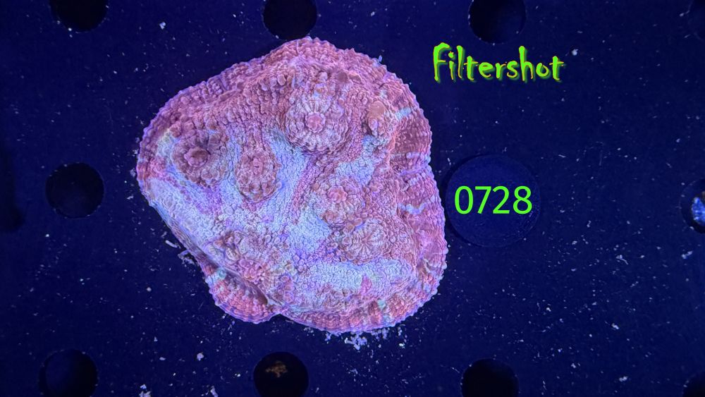 Echinophyllia/Chalice WYSIWYG 0728