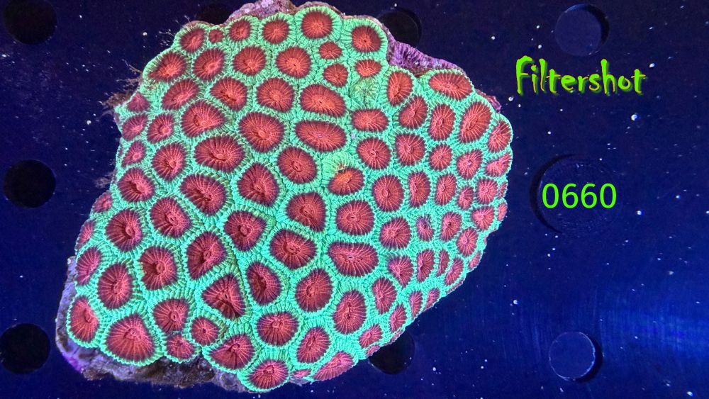 Favia sp. WYSIWYG 0660