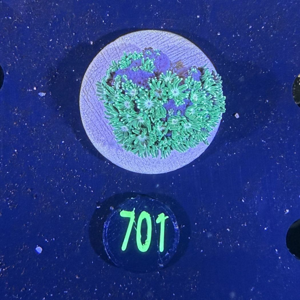 Goniopora sp. WYSIWYG 0701